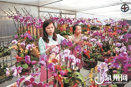 工人正忙着为蝴蝶兰整枝、插花和造型，准备上市