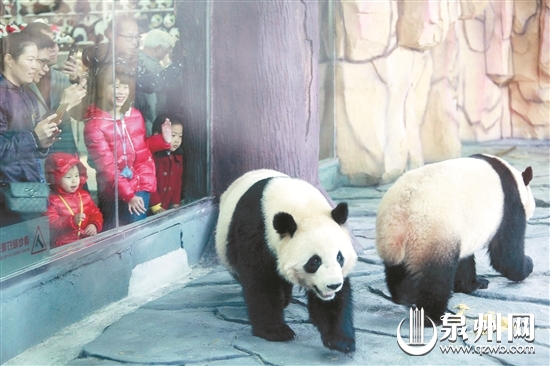 “星语”“星愿” 正式与粉丝见面啦 