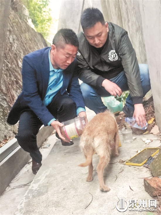 连日来爱心人士照顾着这三只小狗