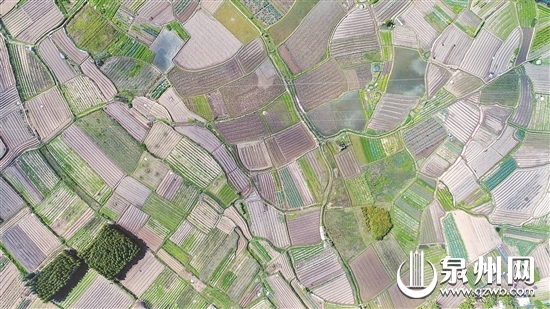 惊蛰过后，万物复苏。泉州市各地的田间地头又是一派春耕春种的忙碌景象。图为3月9日，记者在南安市丰州镇拍摄的田间风光。（张九强 摄）