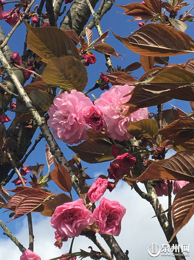 缤纷绽放的樱花