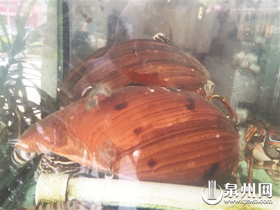 陈先生从崇武买回来的黄螺