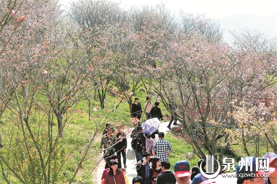 “浪漫樱花 振兴乡村”为主题的第二届南安樱花文化旅游节