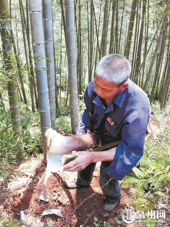 个头大、水分足的春笋陆续出土。 