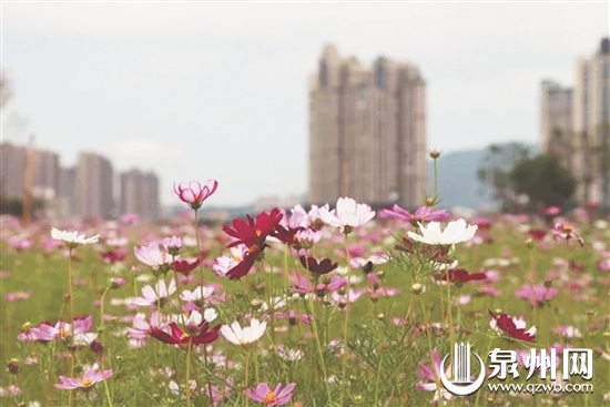 鲜花绿地为笋江公园增加颜值 鲜花绿地为笋江公园增加颜值