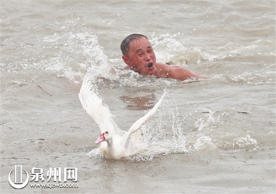 蚶江端午 激情四射