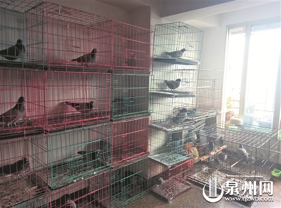 鸽子养在住宅楼内 鸽子养在住宅楼内