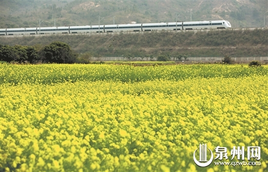 惠安，一辆动车组从油菜花地附近飞驰而过，恰如开往春天的列车。 （潘登 摄）