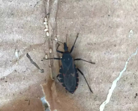 “网红虫”锥蝽成虫及虫卵