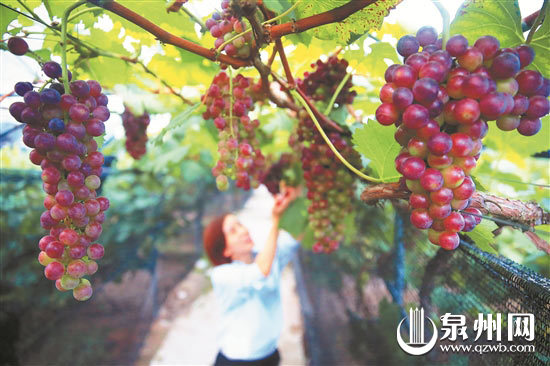 饱满多汁的葡萄，沉甸甸的。