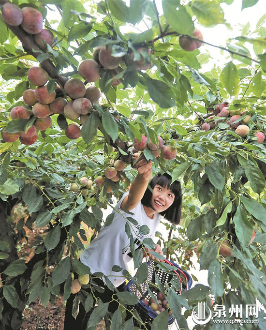 采李子比赛，满树满丫的李子等你来摘。