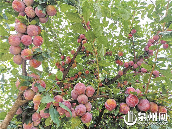 李子李子，满树满丫。