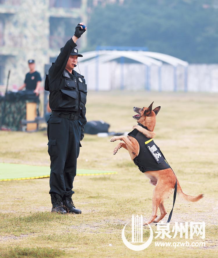 警犬梅西在训练场上