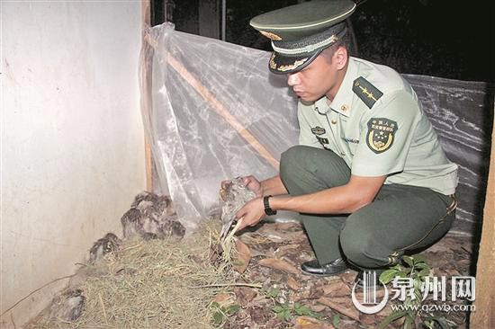 民警查看幼鸟情况