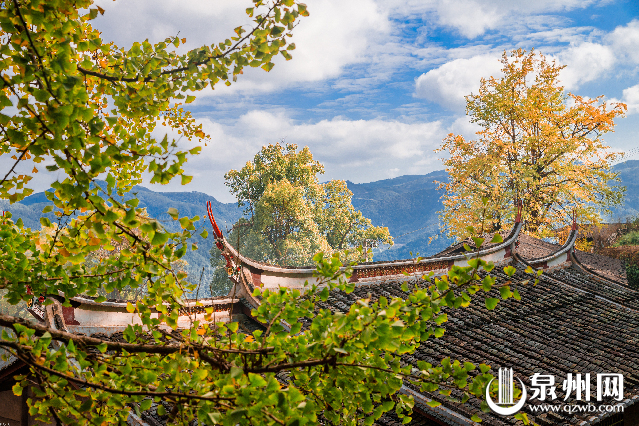 那满树金灿灿的叶子