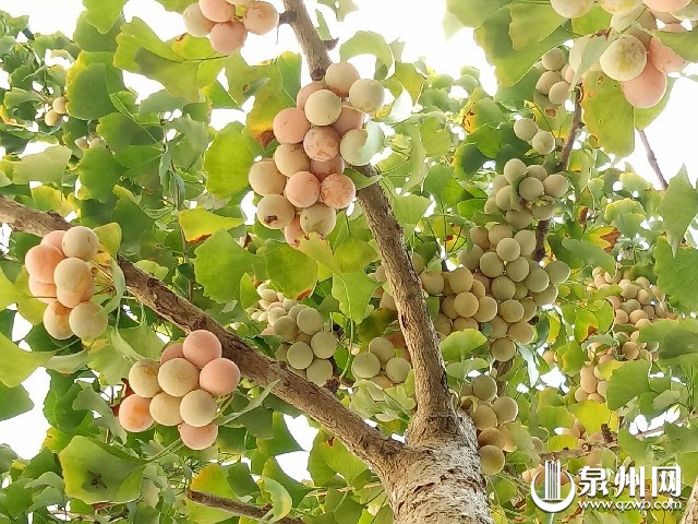 每年11月中旬至12月中旬日是欣赏古银杏的最佳时期