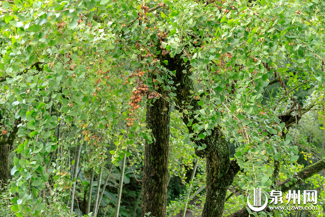 葛坑镇、美湖乡等地也有生长种植