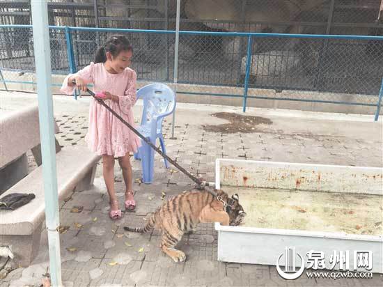 惊！有小女孩在泉州市区东湖公园内遛老虎！