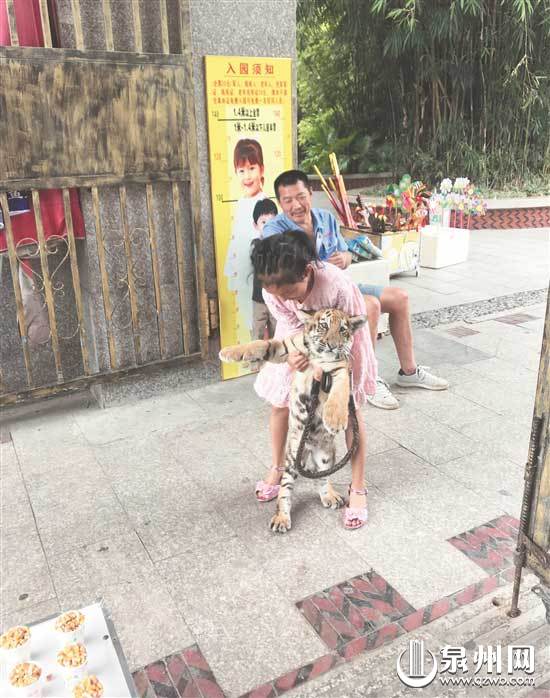 惊！有小女孩在泉州市区东湖公园内遛老虎！