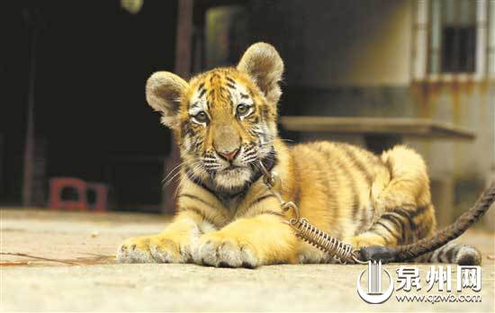 惊！有小女孩在泉州市区东湖公园内遛老虎！