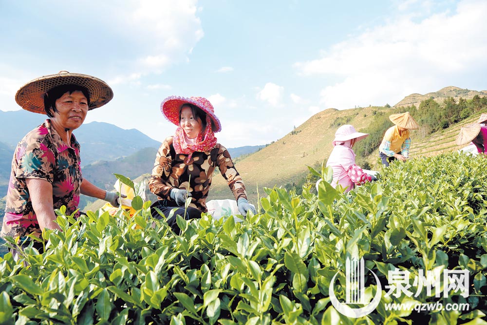 10月6日，茶农在安溪县祥华乡旧寨村采收铁观音秋茶。手工采摘让茶叶的品质更有保障。