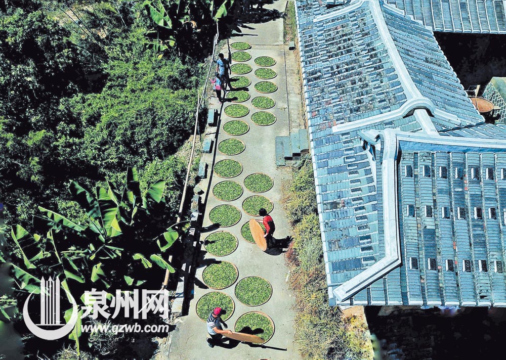 秋日的大厝，因茶而充满收获的气息。
