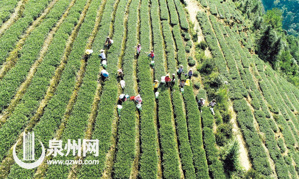 青青茶山，曾经留下祖祖辈辈劳作的身影，也哺育了一代又一代的茶乡子民。
