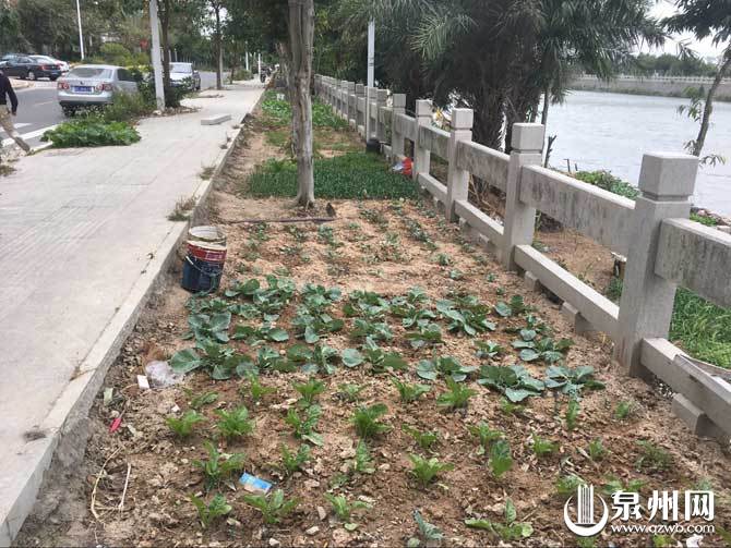 金庄街大片绿化带成菜地