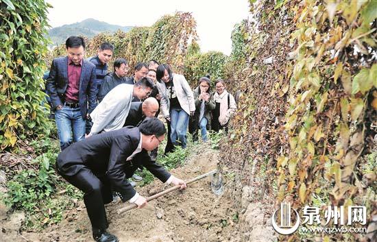为深入学习贯彻习近平新时代中国特色社会主义思想，昨日，泉州晚报社机关第一党支部组织党员前往德化县英山村、有济村，开展“感受乡村振兴战略的成功实践”主题党日活动。图为党员们参观英山村淮山种植基地。（张九强 摄）