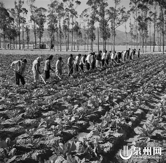 上个世纪70年代,人们在泉州市郊田间劳作。 (资料图片) 上个世纪70年代,人们在泉州市郊田间劳作。 (资料图片)