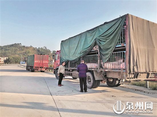 相关部门查扣的两辆无证运载生猪车辆 相关部门查扣的两辆无证运载生猪车辆