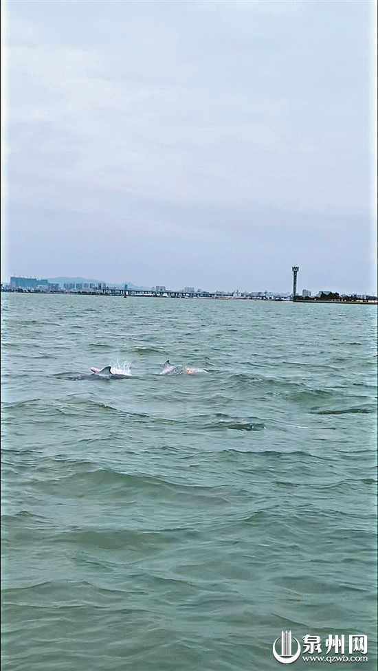 南安石井营前海域出现6头中华白海豚