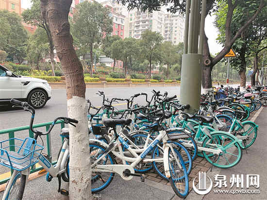 　市区刺桐路上无序停放的共享单车 （魏婧琳 摄）