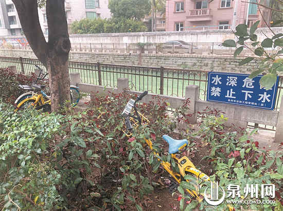 共享单车废弃在绿化带中 （魏婧琳 摄）