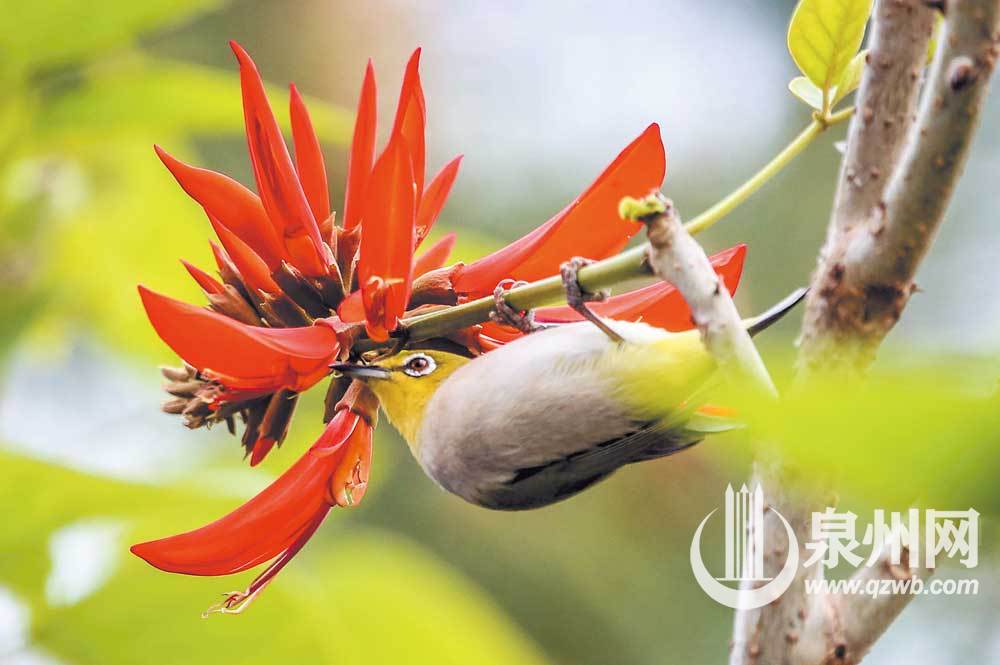 绣眼闹春刺桐红