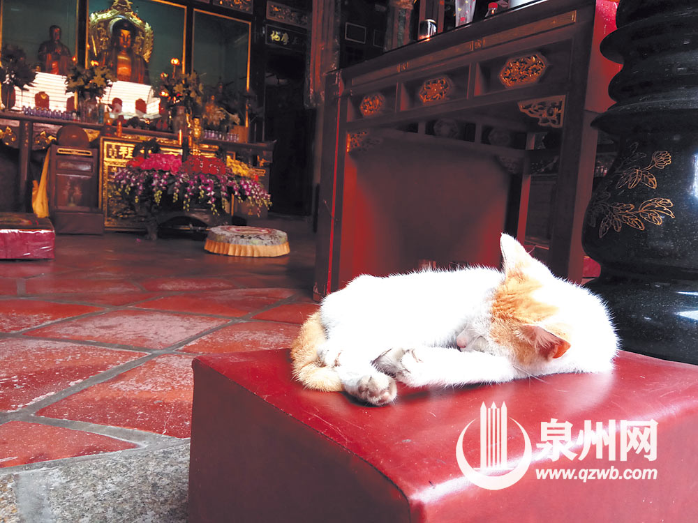 泉州城南的宝海庵古称宝林寺，宋时李邴曾游赏该寺并赋诗。图为一只可爱的小猫正在宝海庵内休憩。