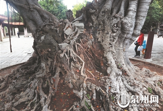 开元寺800岁古榕根部已蛀空？部门:自然枯腐非病虫害