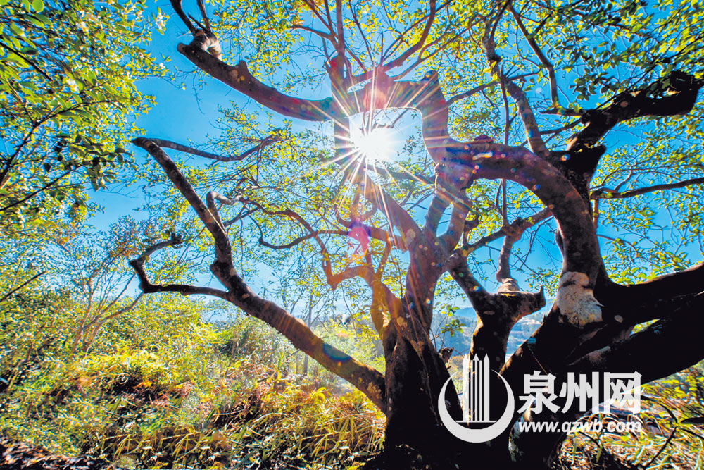 德化洪田 “油茶树王”200多岁了