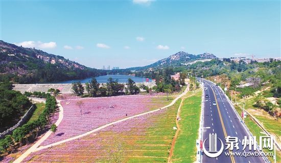 石狮峡谷景观带花海谷公园成为市民“打卡”拍照的“网红”花海