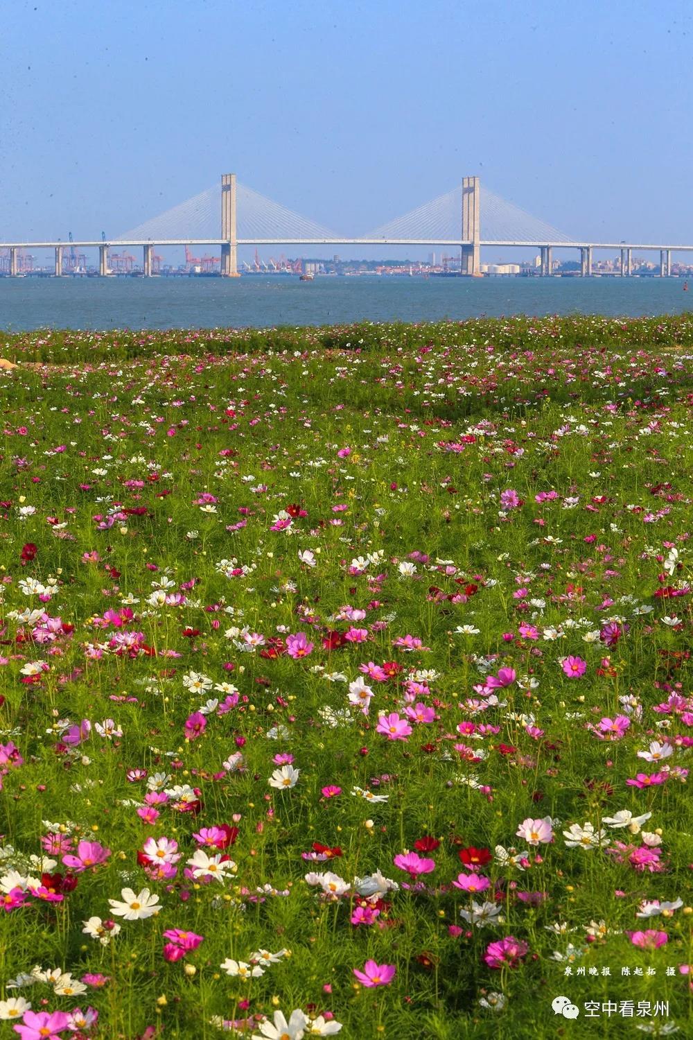 来,跟随镜头走进滨海公园这片花海-泉州网|泉州晚报社|泉州今日头条