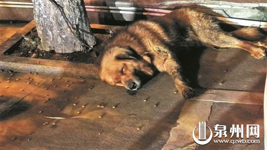 大狗吃饱了就在树下睡着了