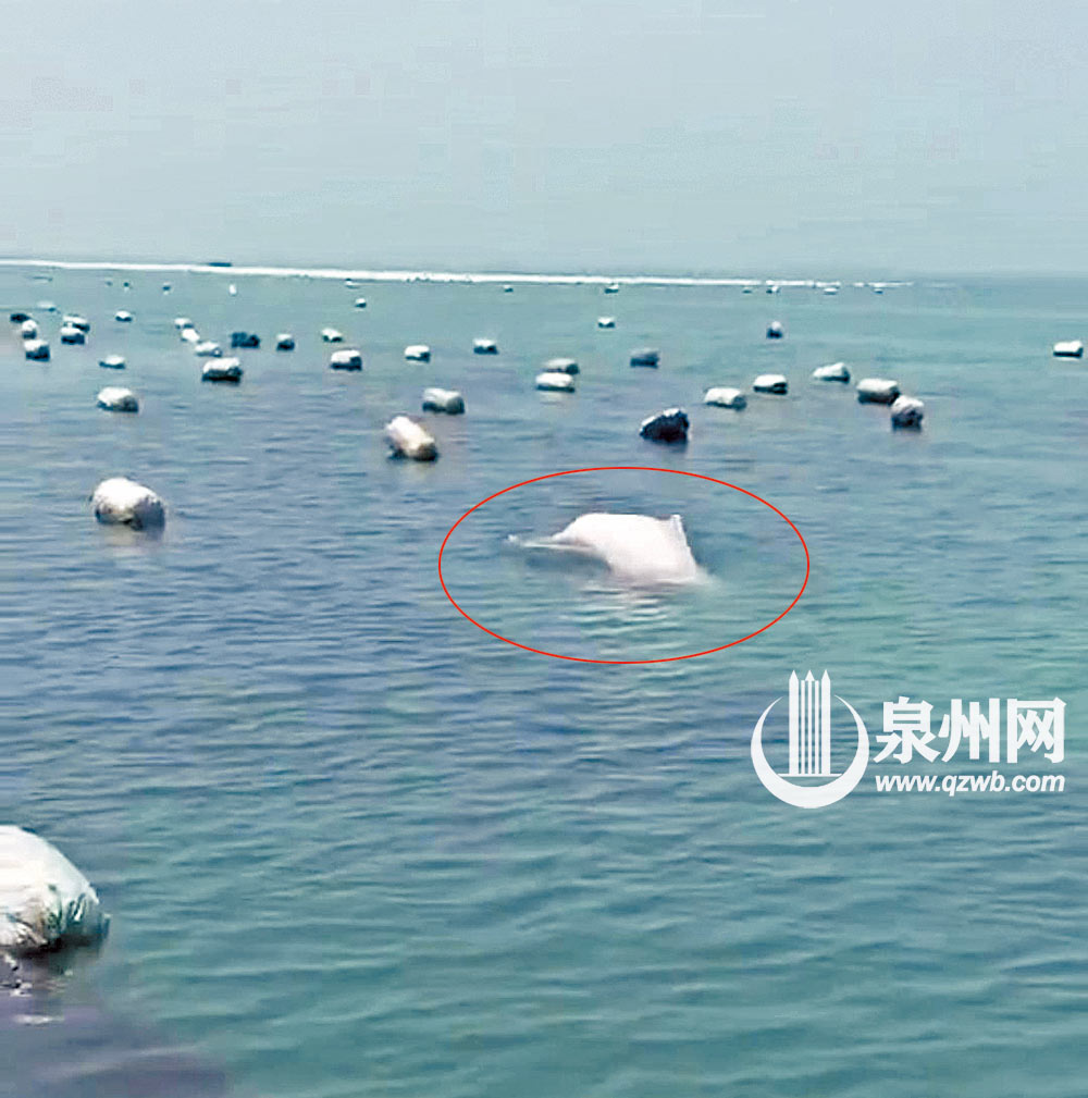 白海豚跃水嬉戏（晋电）