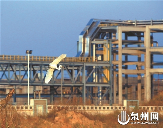 白鹭在石化产业园内觅食 白鹭在石化产业园内觅食