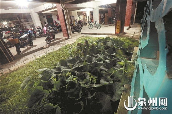 绿化带直接变成菜园