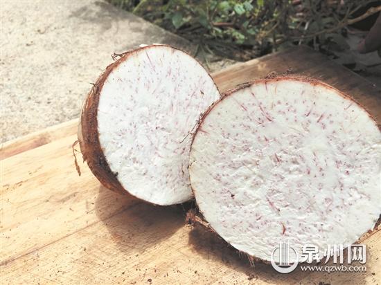 帮帮他们!2万斤槟榔芋提前抢收!河市山边槟榔芋中秋义卖开启