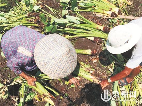 帮帮他们!2万斤槟榔芋提前抢收!河市山边槟榔芋中秋义卖开启