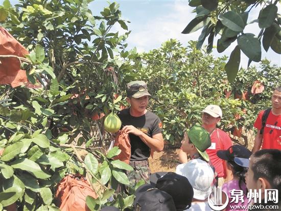 在果园里认识果树 