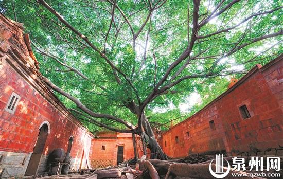 梧林传统村落里，盘根老树见证古大厝沧桑变迁，成为一处盛景。 （叶子良 摄）  