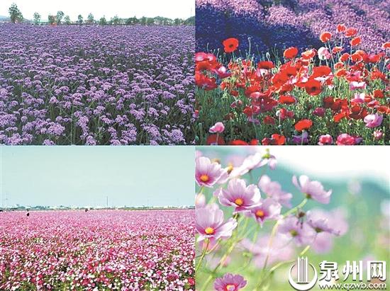 洛江区乡韵农场的花海 洛江区乡韵农场的花海