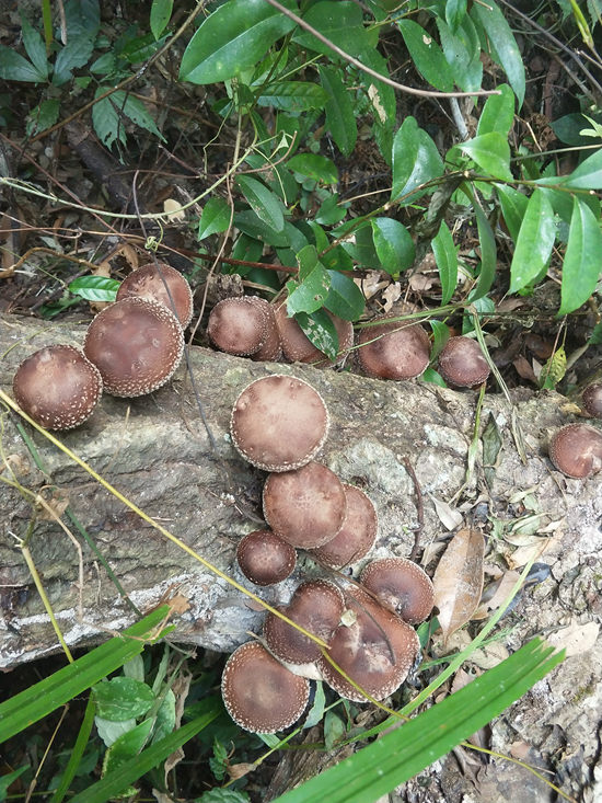 德化:入秋昼夜温差大 深山野生香菇长势喜人